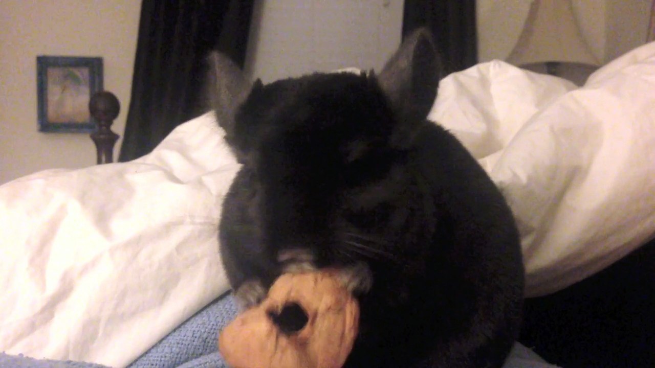 Chinchilla Nibbling Apple Slice in Bed!