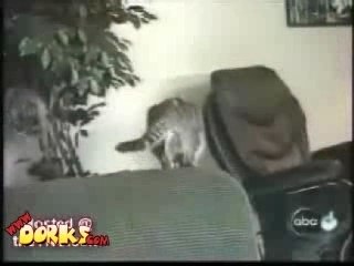 Animais tolos(2)