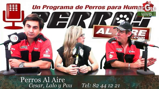 PERROS CELOSOS | PAA