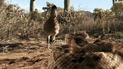 Fight Between Snake And Bird