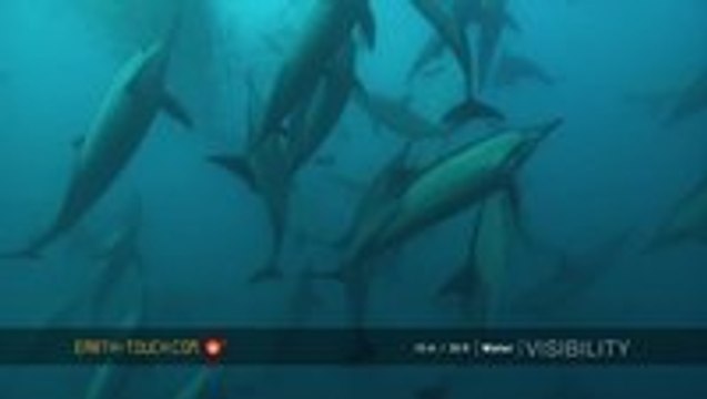 Mighty whale joins the Sardine Run feeding frenzy