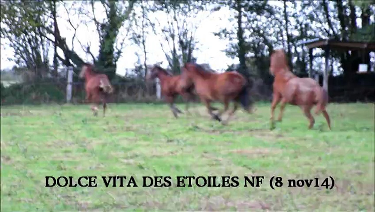 DolceVita Des Etoiles (Novembre 2014-18mois)