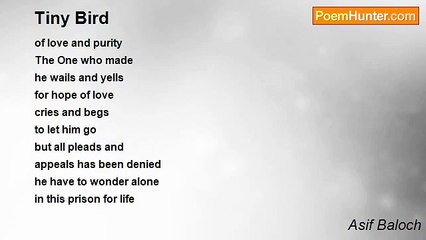 Asif Baloch - Tiny Bird