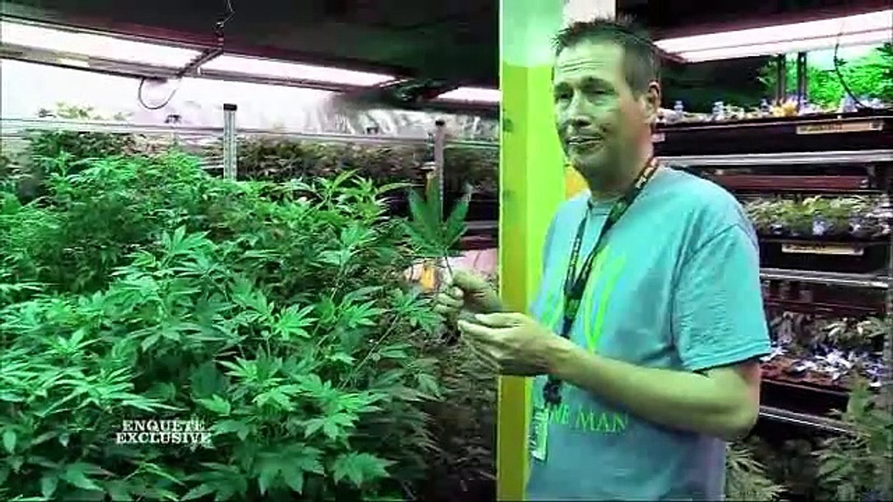 Enquete Exclusive : Légalisation du cannabis : la révolution américaine