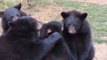 Black Bear Cubs Cuddle and Clean Each Other