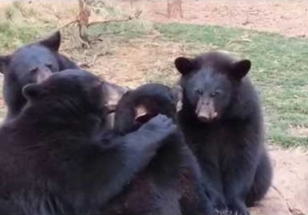 Black Bear Cubs Cuddle and Clean Each Other