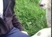Jeb the Lamb Is the Pet We All Want in Our Lives
