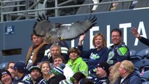 La mascotte des Seattle Seahawks, un aigle,  va atterrir sur la tête d'un fan!