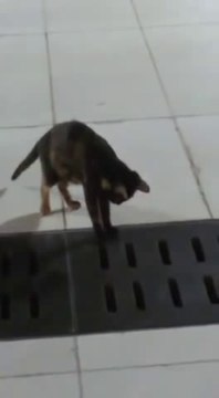 Un chat futé chasse la souris!