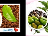 The Health Benefits of Green coffee Beans Extract