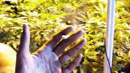 Juicing Medical Marijuana