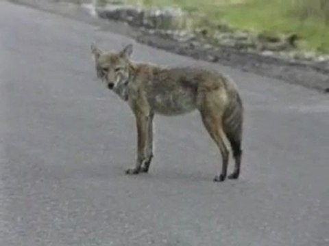 Coyote, Yellowstone National Park, Wyoming, USA