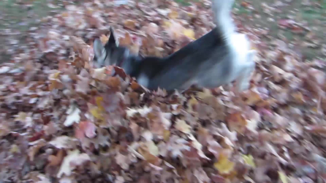 Ecstatic puppy jumping in a leaf pile