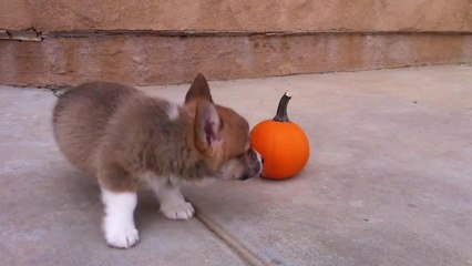 Corgi puppy challenges suspicious pumpkin