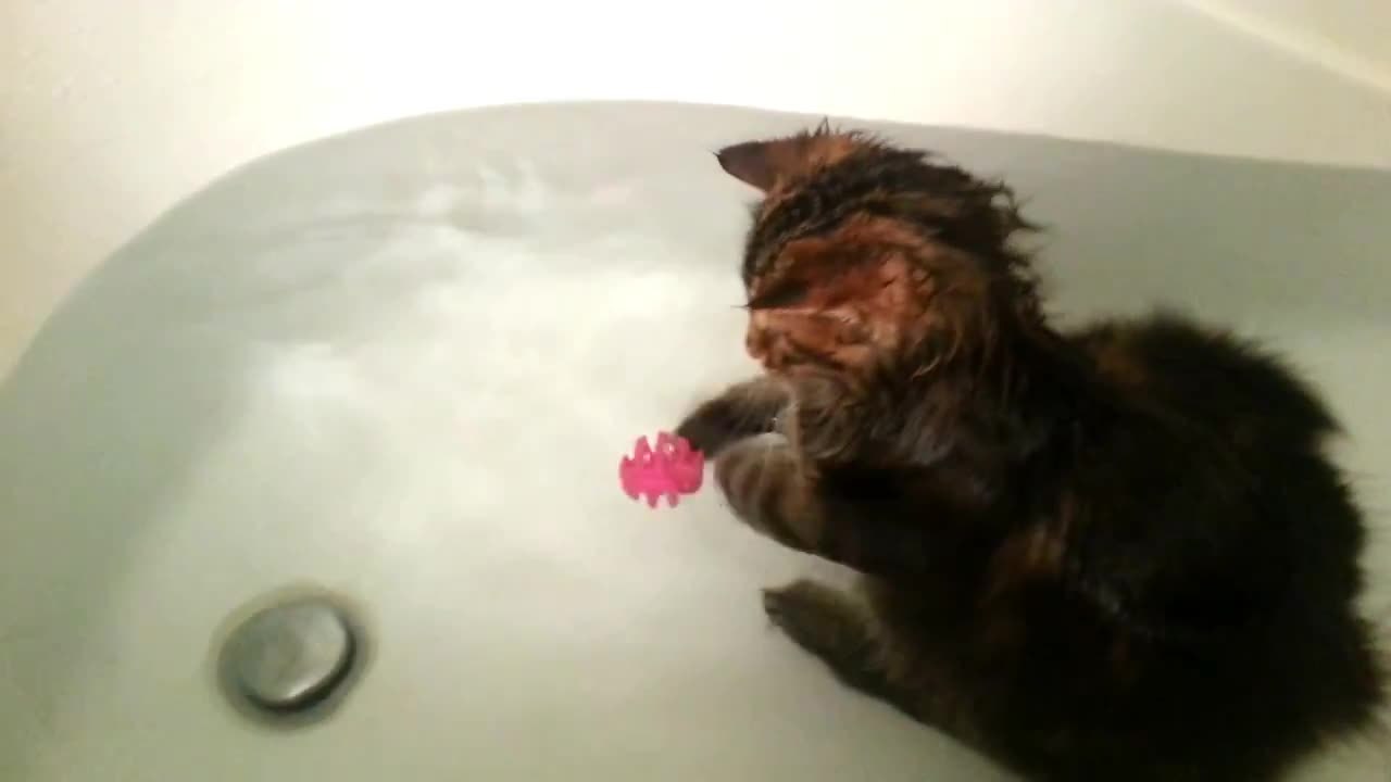 Cute kitten loves playing in the bath