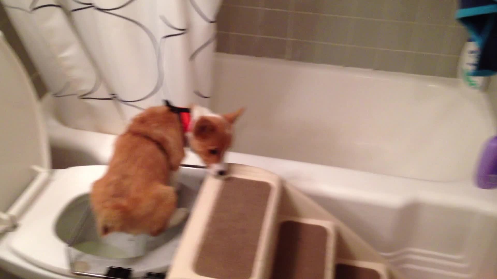 Potty Trained Puppy Uses The Toilet Video Dailymotion