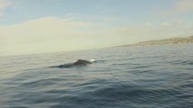 Paddleboarding with a Humpback Whale
