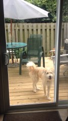 Dog shows off impressive vertical jump