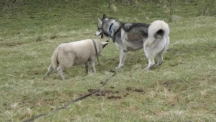 Lamb enjoys outdoor playtime with Husky