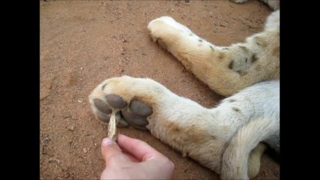 Tickling an adorable lion cub