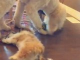 Dog takes Shih Tzu puppy for a ride