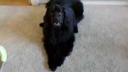 Dog complains about performing tricks