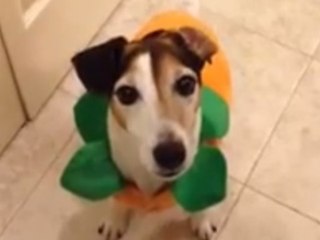 Jack Russell Terrier answers yes and no