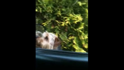 Smart dog figures out how to get into car