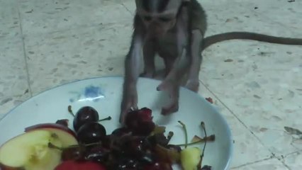 Baby monkey eats fruit for the first time