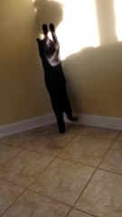 Cat named 'Shadow' plays with a shadow!