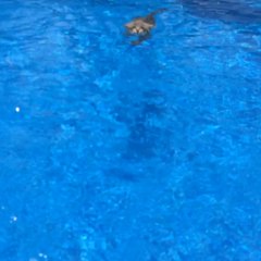 Deja the cat goes swimming