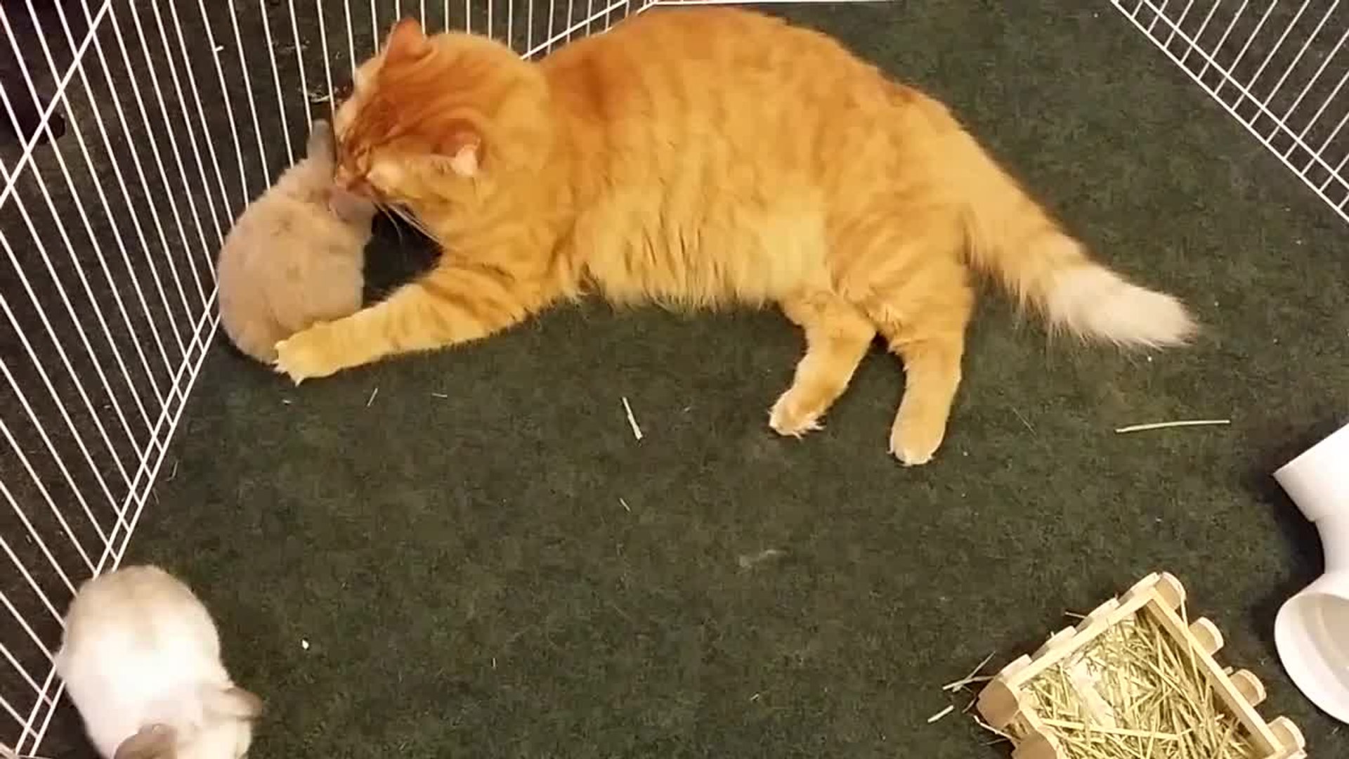 ⁣Rabbits mistaken for kittens by caring cat