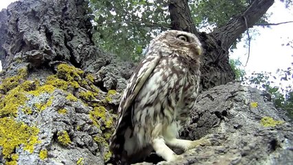Curious baby owls investigate camera