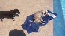 Dog uses towel to dry himself