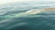 Paddle boarder's close encounter with a Blue Whale!