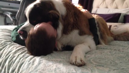 Huge Saint Bernard dog being needy