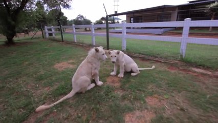 Adorable white lion cubs enjoy playtime