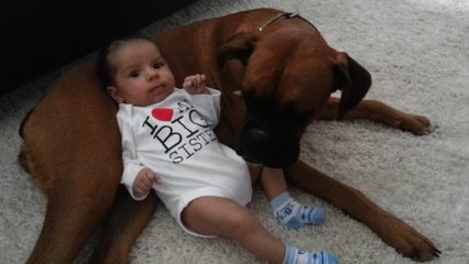 Cute baby uses boxer dog as pillow