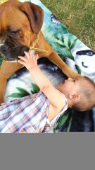 Boxer dog kisses adorable baby