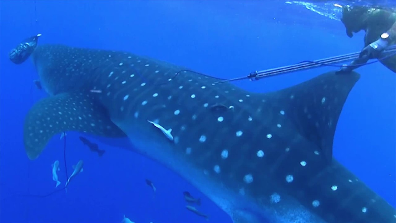 Massive whale shark crashes into diver
