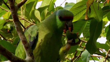 "Amazônia - A Última Fronteira" - Filme patrocinado pelo BNDES