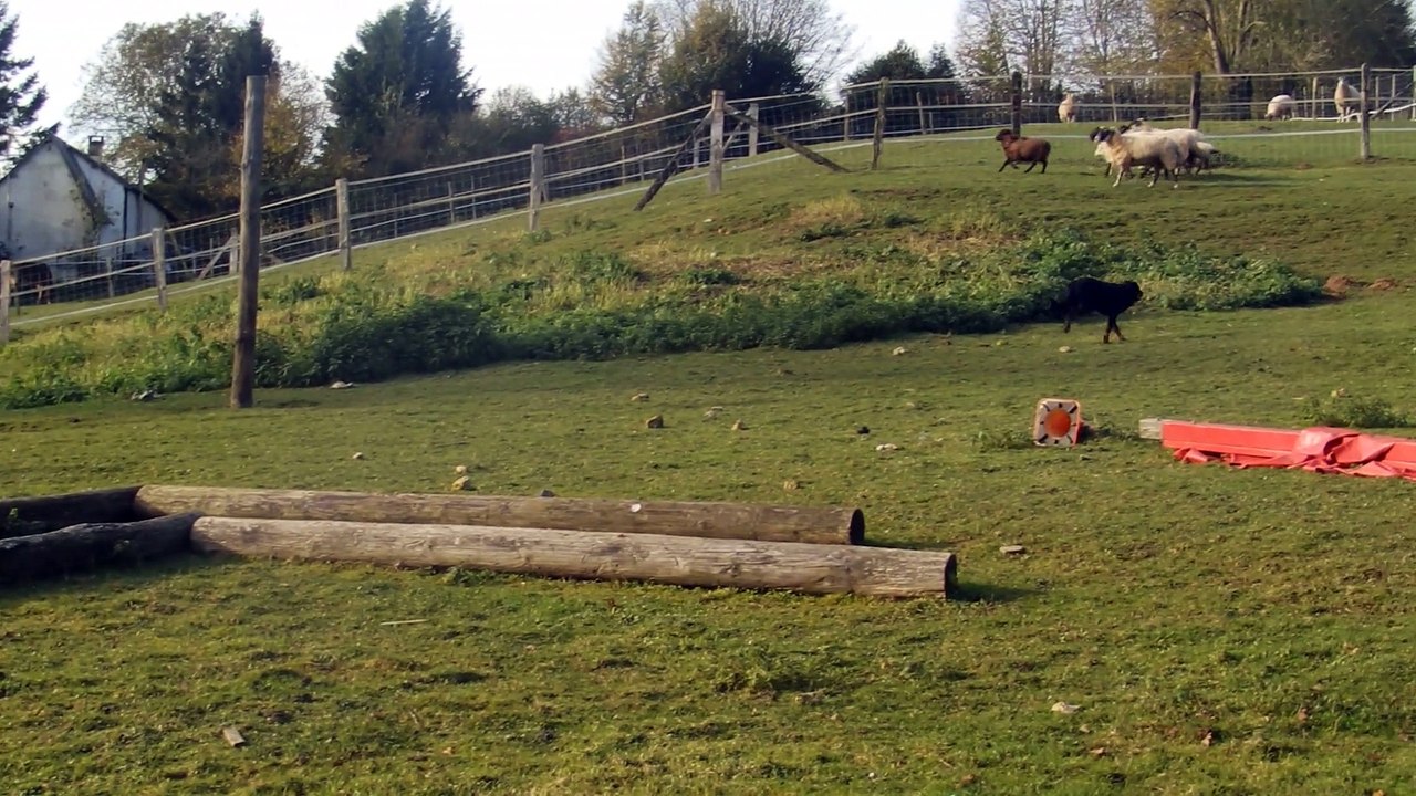 PB110002  Gadji au troupeau avec ses brebis !!