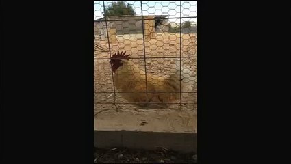 Un coq enroué, c'est normal c'est l'hiver