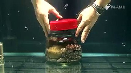 The Amazing Ability Of The Octopus