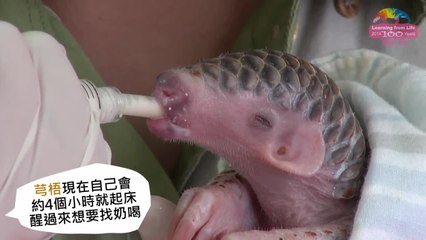 Download Video: Bébé Pangolin né au zoo de Taipei