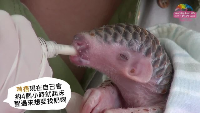 Bébé Pangolin né au zoo de Taipei