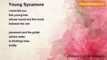 William Carlos Williams - Young Sycamore