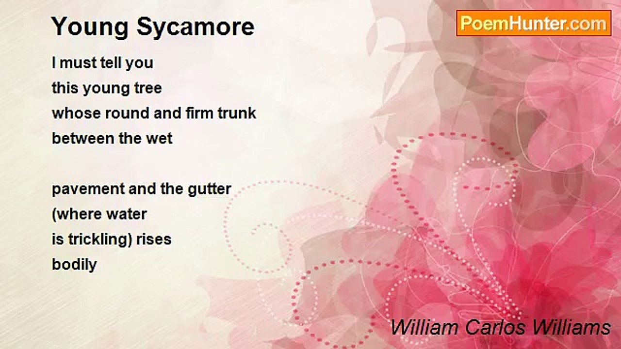 William Carlos Williams - Young Sycamore