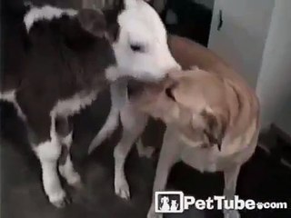 â˜… Best  Cow Tells Dog a Secret   Funny dog videos 2013 Ever â˜…