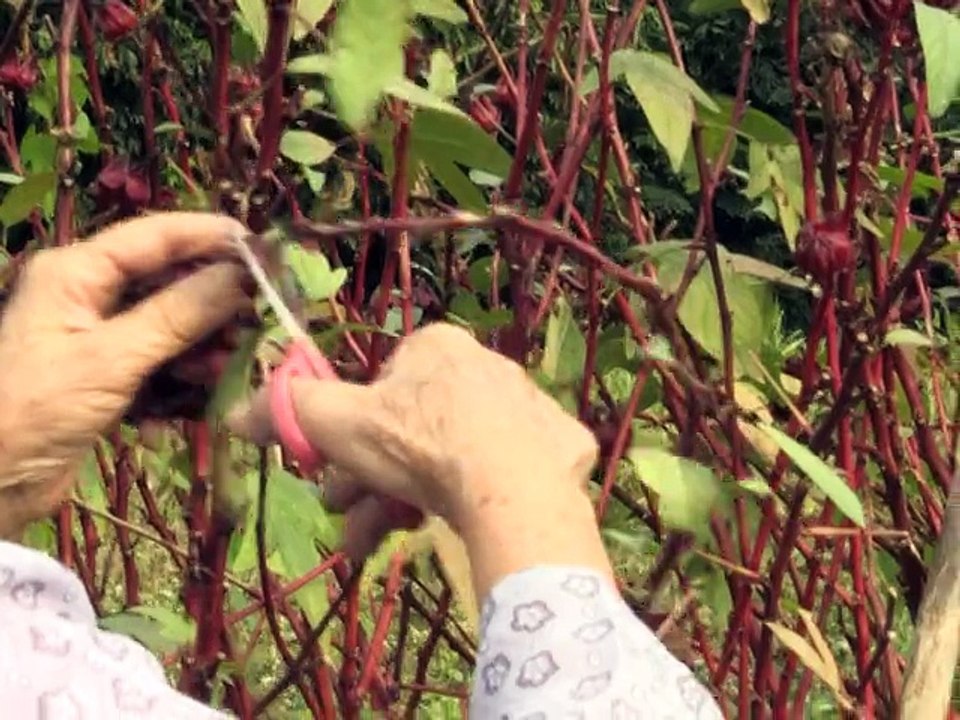 Hong Kong: les menaces des géants de l'immobilier sur les villages